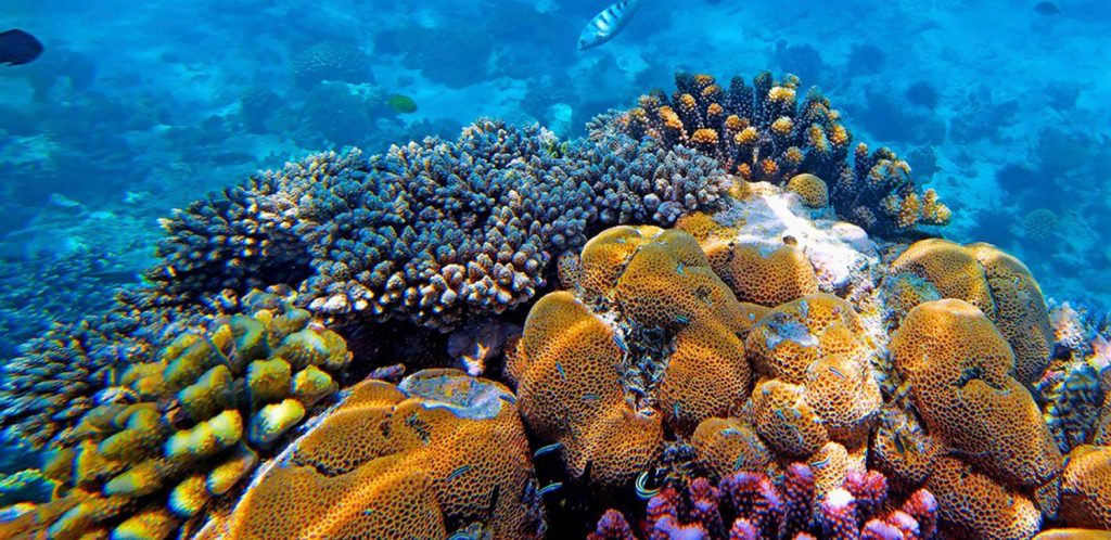 подводный мир